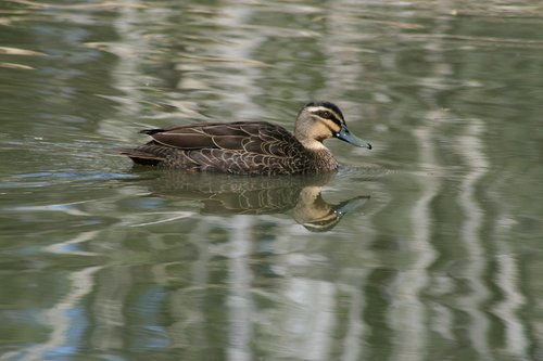 duck  mallard  animal
