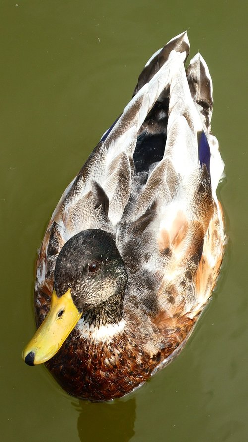 duck  drake  bird