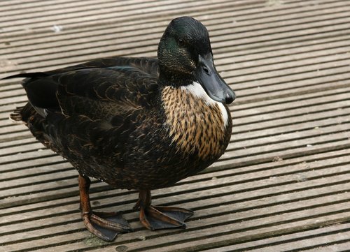 duck  water bird  plumage