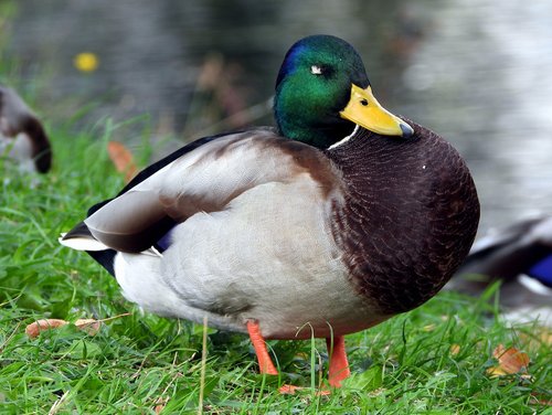 duck  the wild duck  mallard duck