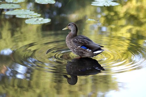 duck  mallard  lake