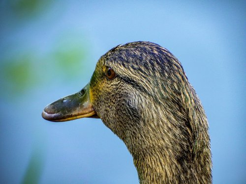 duck  water  nature