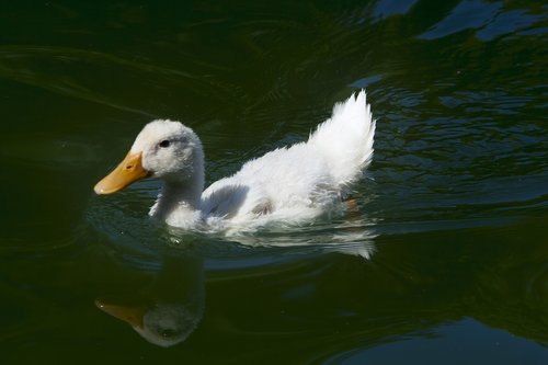 duck  pond  water