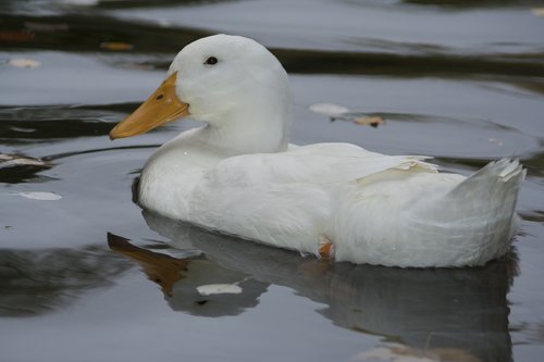 duck  white  plumage