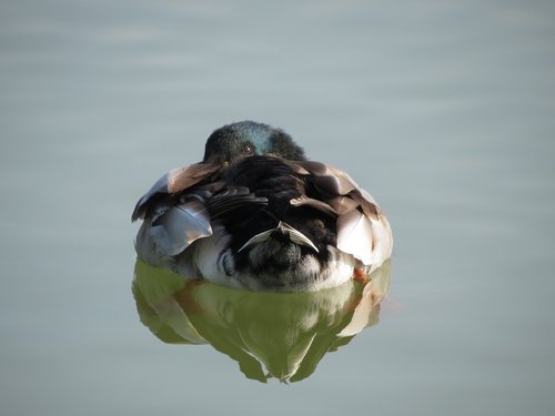 duck  lake  reflection