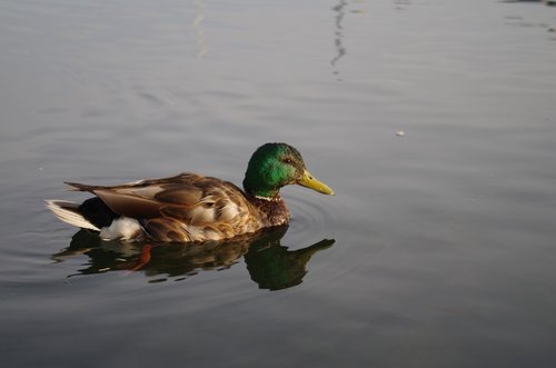 duck  water  lake