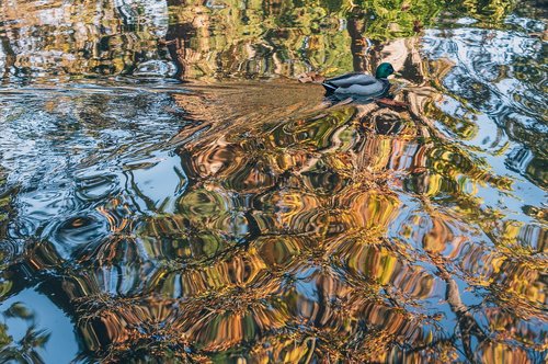 duck  ripples  fall