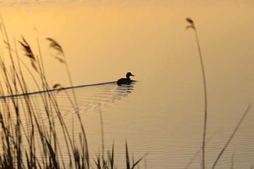 duck  lake  sunrise
