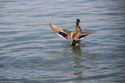 duck  lake  water