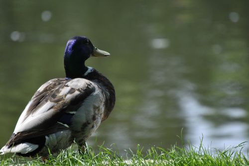 duck drake lake