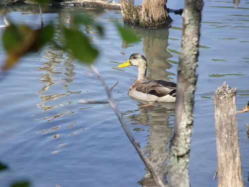 duck  pond  river
