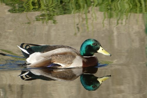 duck  zwemvogel  reflection