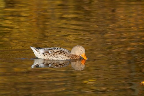 duck  autumn  pond