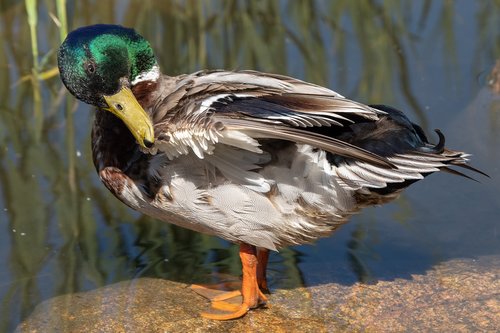 duck  waterfowl  water