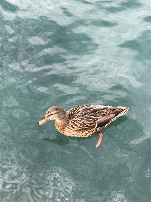 duck  lake  water