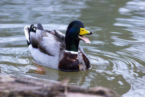 duck  animal  nature