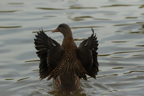duck  mallard  female