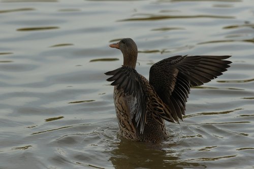 duck  mallard  female