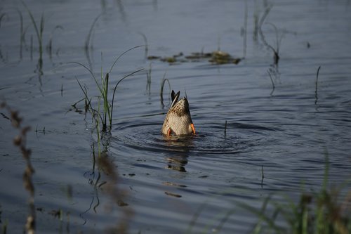 duck  mallard  upside down