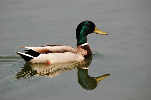 duck  mallard  nature
