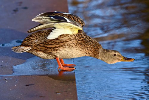 duck  water bird  waterfowl