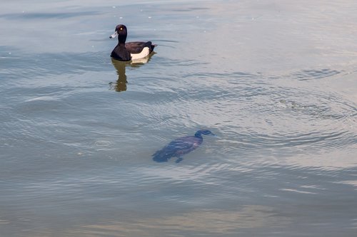 duck  diving  water