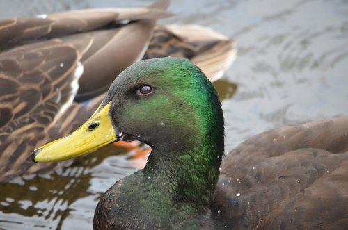 duck  mallard  green
