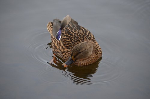 duck  female  water