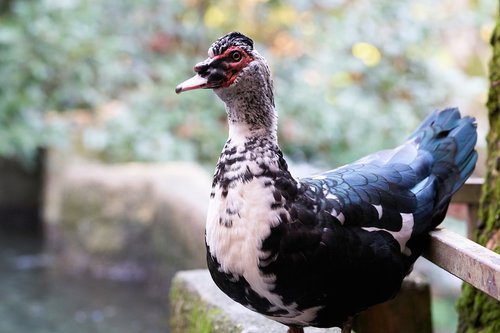 duck  goose  animal