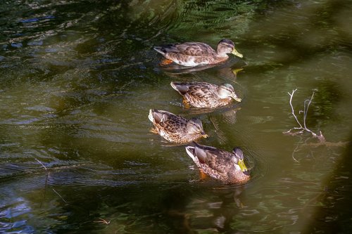 duck  pond  water