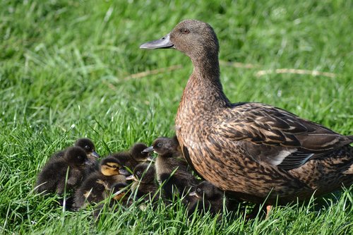 duck  ducklings  nature