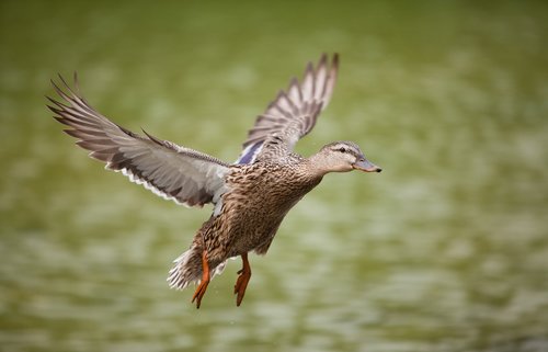 duck  flying  portrait