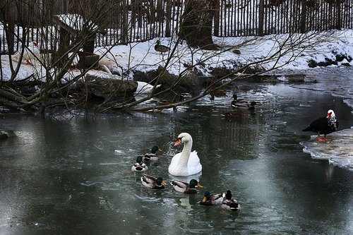 duck  swan  water