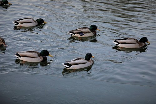 duck  lagoon  water