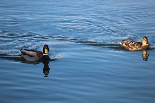 duck  marine  nature
