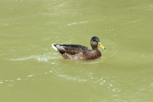duck  water  nature