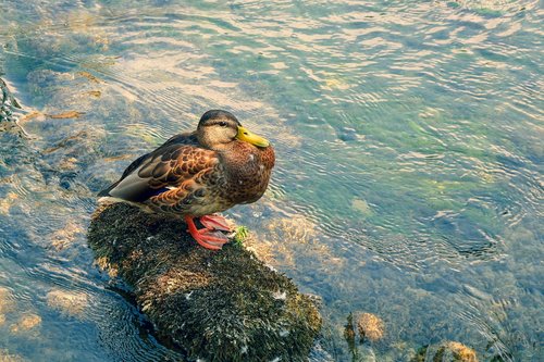 duck  pond  bird