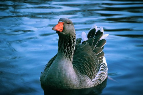 duck  lake  blue