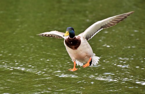 duck  drake  water bird