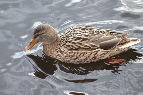 duck  mallard  water bird