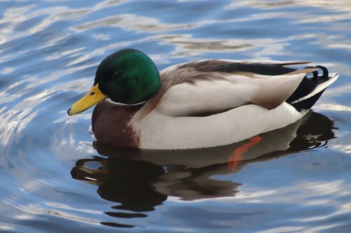 duck  drake  mallard