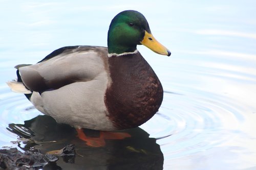 duck  drake  mallard