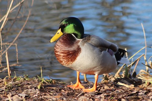 duck  drake  mallard