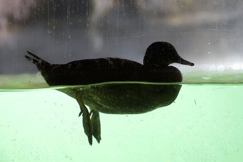 duck  mallard  underwater