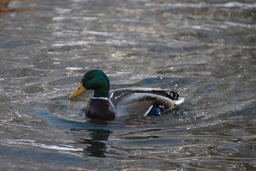 duck  water  animal