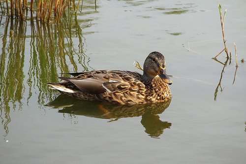 duck  bird  animals