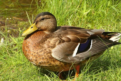 duck  grass  bird