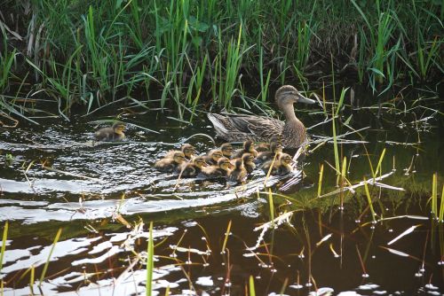 duck chicks ducklings