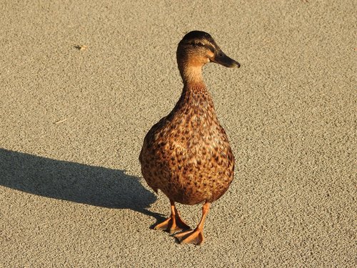 duck  waddle  friendly