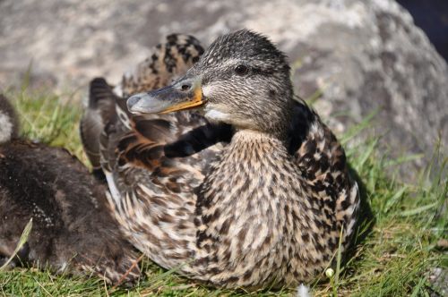 duck animal nature